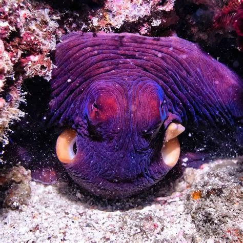 An Octopus Changing Color Find Out How And Why Octonation The