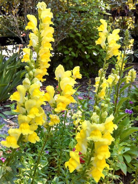Bright Yellow Snapdragons Amazing Flowers Perennial Garden