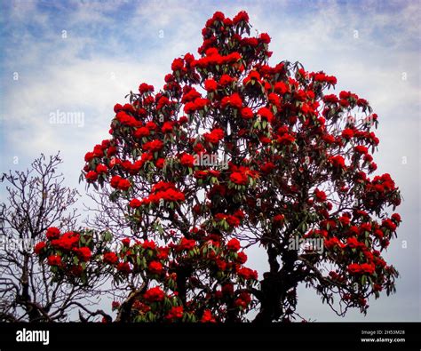 National Flower Nepal Hi Res Stock Photography And Images Alamy