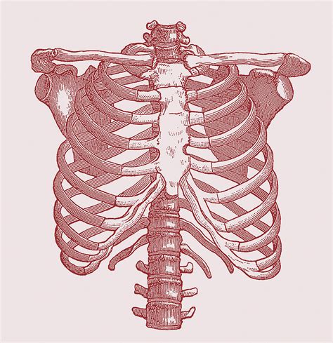 Anatomy Of The Chest Bones