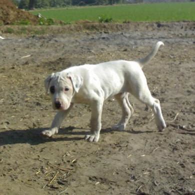 They are dangerous for both owners and strangers. Bully Kutta Dog Info, Temperament, Training, Puppies, Pictures