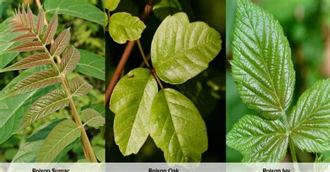 Poison Ivy Poison Sumac And Poison Oak 10 Facts You M