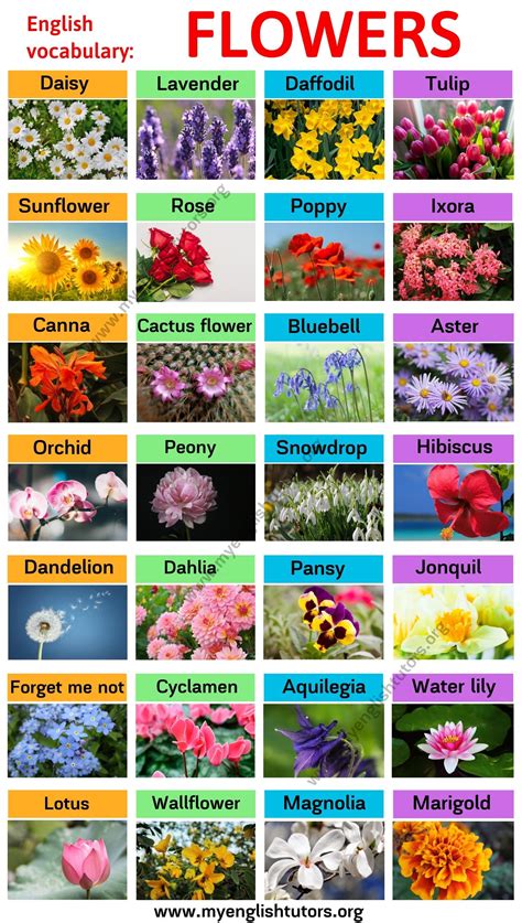 Types Of Flowers Learn Different Flower Names With The Picture My