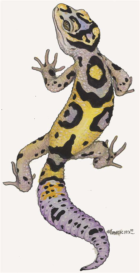 Leopard Gecko Cartoon Images Crazy Gallery Cartoon Drawings Of