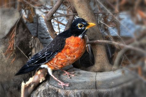 Needle Felted Bird American Robin Life Size Soft Sculpture Etsy
