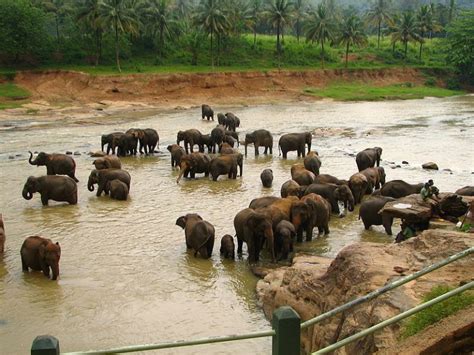 Kumana National Park In Hambantota Sri Lanka Tourist Spots Around