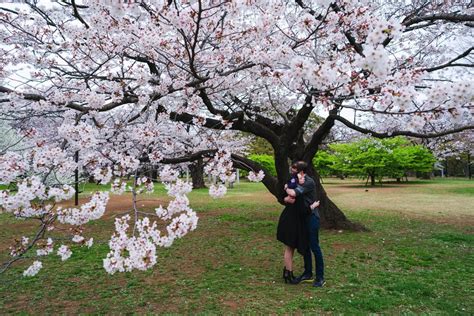 He Said Yes A Cherry Blossom Proposal In Tokyo Local Lens