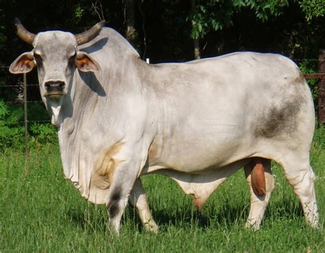 The American Cowboy Chronicles Cattle Breed The American Brahman