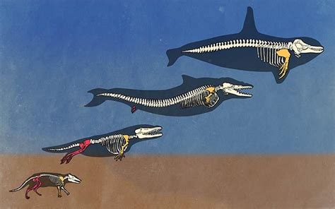 Whale Evolution By Adam Kelley Anatomy Pinterest