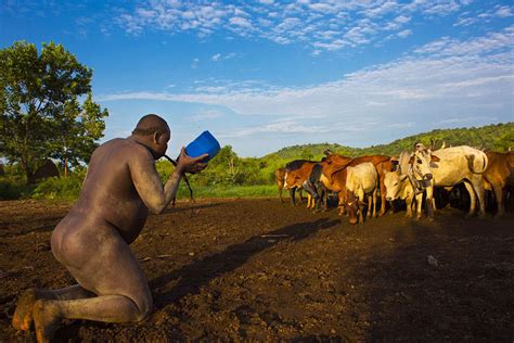 la repugnante dieta de los hombres de la tribu bodi en etiopía que compiten por ser el más gordo