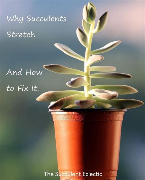 Gardening centers, florists, and the outdoor department of home improvement stores are the best places to purchase cactus and succulents. Etiolated Succulent Growing Tall & Stretched | Plants ...