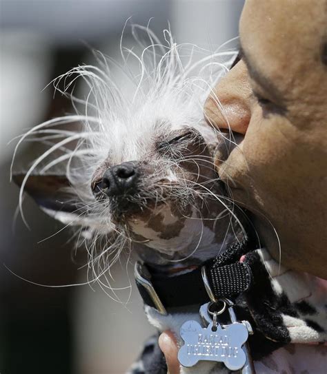 世界一『醜い犬』がぶちゃカワイイと話題＜画像＞世界で最も醜い犬が決定 まにゅそく 2chまとめニュース速報vip