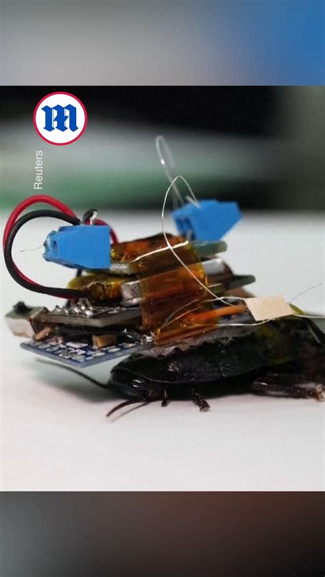 How Cyborg Cockroaches Could Help In Search And Rescue Missions These Scientists Are Making