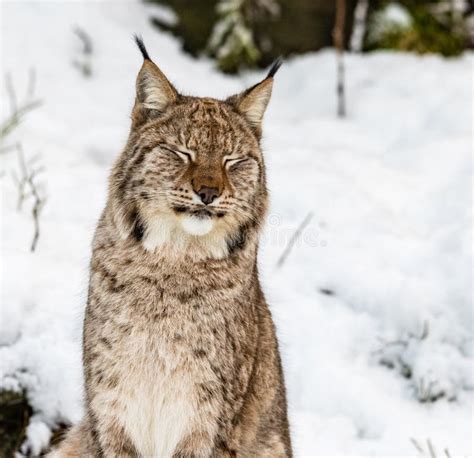 Eurasian Lynx Lynx Lynx Sitting In The Snow With Eyes Closed Stock