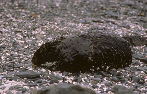 An Oiled Sea Otter From The Exxon Valdez Oil Spill U S Geological Survey