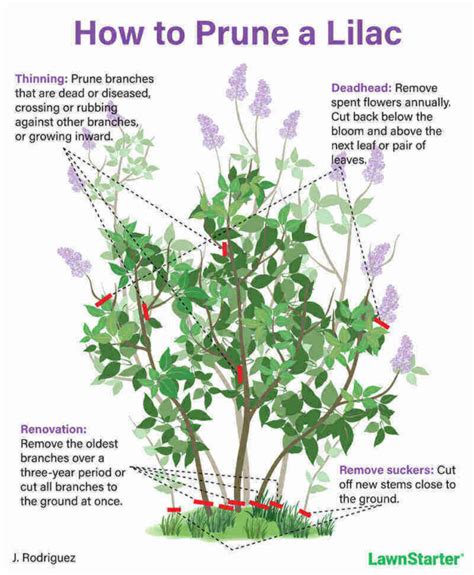 How To Prune Lilac Bushes Like A Pro