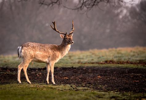 Posing Fallow Buck A Beautiful Morning At Richard Park Ap Flickr
