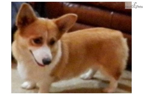 They're also with children and other dogs, so adopt your own today! Welsh Corgi, Pembroke puppy for sale near Houston, Texas | a9cbb69e-1951