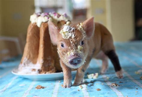 10 Most Adorable Micro Pig Photos Ever Photos Abc News