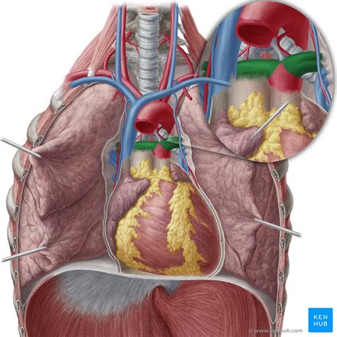 Pulmonary Trunk Anatomy And Function Kenhub Images And Photos Finder
