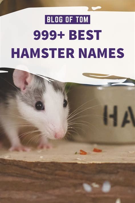 1000 Hamster Name Ideas Hamster Names For Boys Girls Artofit