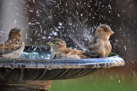 أجمل اللقطات الرائعة للطيور تحت المطر 30 صورة