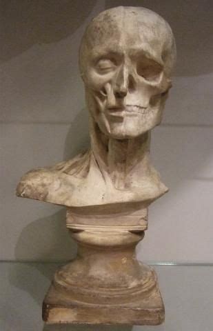 late 19th Century anatomical plaster bust, probably German ... From wikipedia, the free encyclopedia.