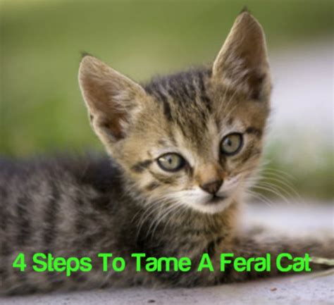 The kitten has the coloring of and belongs to the owner of one of the parents. 4 Steps To Tame A Feral Cat | Petslady.com