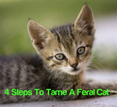 A significant distinction between feral cats and strays is how and how to catch stray kittens without any traps? 4 Steps To Tame A Feral Cat | Petslady.com