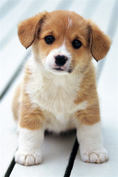 🔥 50 Cute Baby Dog Wallpapers Wallpapersafari