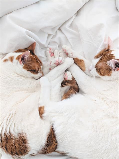 Pink Jelly Beans Cute Cats Hq Pictures Of Cute Cats And Kittens