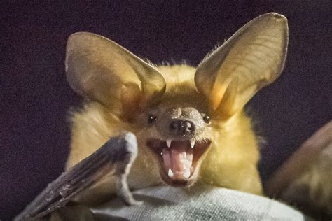 Deadly Disease That Kills Bats Making Its Way Towards The South