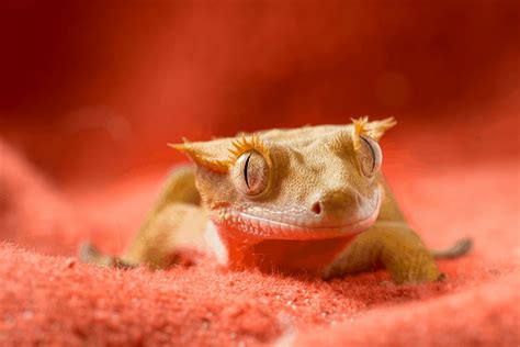 7 Types Of Crested Gecko Sickness Disease Other Illnesses