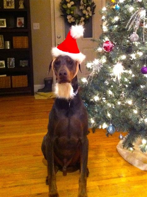 The Dos And Donts To Keep Your Dog Safe During The Holiday Season