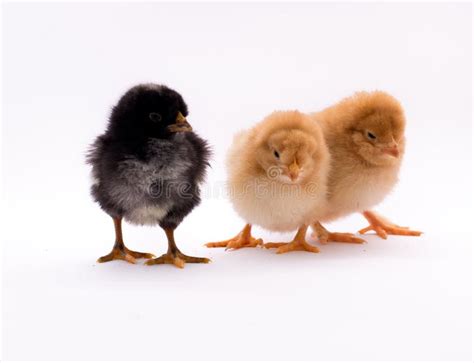 Three Chicks Stock Photo Image Of Beak Isolated Creature 69787844