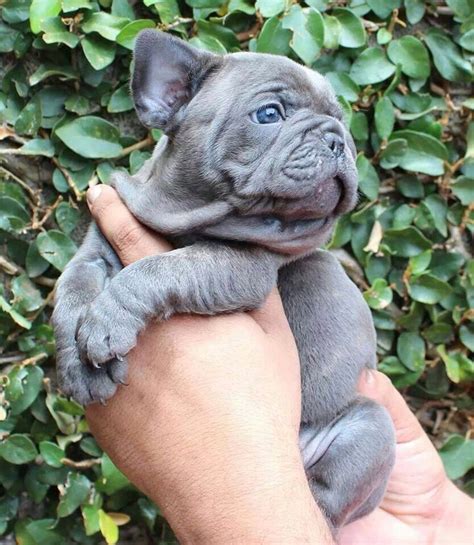 Jacob is a fawn male english bulldog puppy. 10 French Bulldogs To Make You Feel Fuzzy - I Heart Pets ...