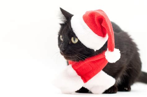 Premium Photo Black Cat In Santa Claus Costume Christmas Dress And