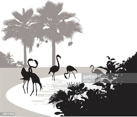 Flamingo Silhouette Photos And Premium High Res Pictures Getty Images
