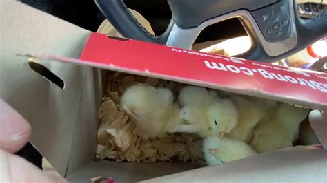 New Chicks Coming Home Youtube