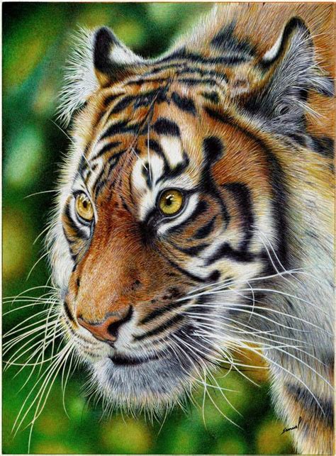 Glancing Tiger Ballpoint Pen By Https Deviantart Com Vianaarts