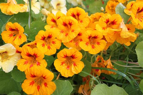This book was published all the way back in 1973, so the copies in circulation. Edible Flowers in Alaska - Alaska Master Gardener Blog