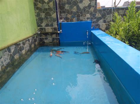 Untuk berhasil dalam memelihara ikan koi maka anda harus untuk membuat kolam, pemeliharaan bisa disesuaikan dengan kondisi lahan. tips merawat koi di kolam kecil depan rumah: merawat ikan ...