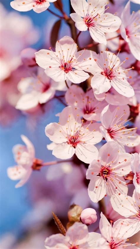 Cherry Blossom Iphone Hd Wallpaper Pixelstalknet