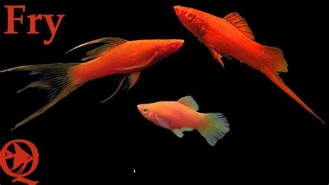 Hi Fin Lyretail Swordtail Blood Red Fry Youtube