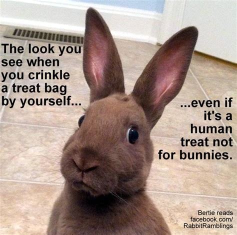 Best funny easter memes 2021 collection: Rabbit Ramblings: Funny Bunny Memes