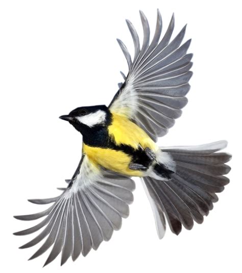 Collection of PNG Oiseau. | PlusPNG