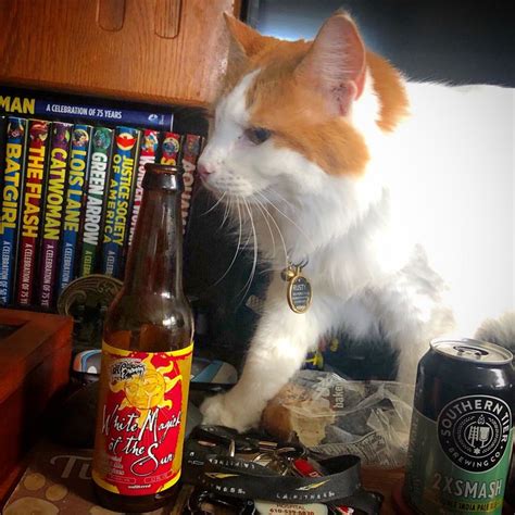 Pin Di James Retling Su Beer Cats Gatti