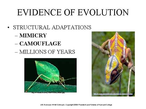Evolution Genetic Variation And Evolution Evolution Changes Through