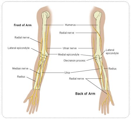 A backbone is the part of the computer network infrastructure that interconnects different networks and provides a path for exchange of data between these different networks. Broken Arm | Symptoms, Causes and Treatment - Tanya Coats