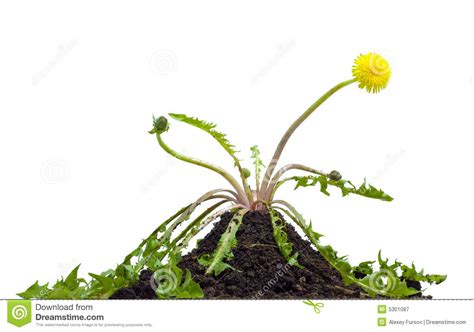 Flower Dandelion Stock Image Image Of Summer Botany